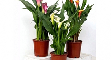 Gala Çiçeği'nin Sırları: Zantedeschia'nın Etkileyici Dünyası