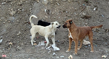 Sokak köpekleri komisyonunda veterinerlere yer verilmedi