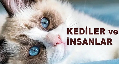 Kediler: Evcil Hayvanlar Arasında Yıldızlaşan Dostlar