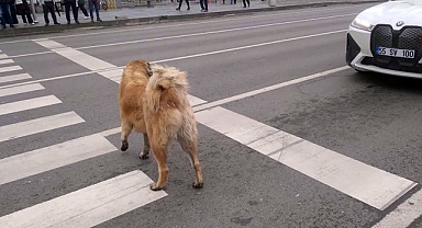 Yayalar Trafikte Can Dostları da Şaşırttı