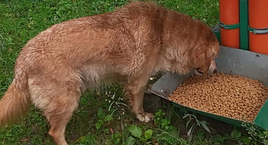 Atakum Belediyesi'nden Sokak Hayvanlarına 15 Ton Mama ve Sağlık Hizmeti