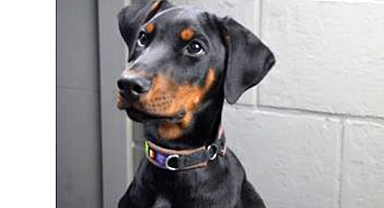 Doberman Yavru Köpeklerin Enerjik Dünyası