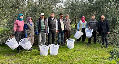 Manisa'da Zeytin Budamasına Destek