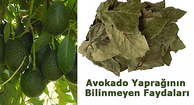 Avokado Yaprağının Bilinmeyen Faydaları Nedir?