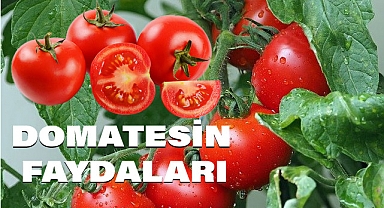 Domatesin insan sağlığına faydaları nedir?