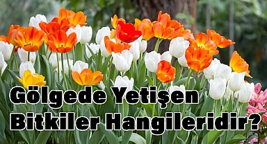 Gölgede kalan mezarlar için hangi çiçekler dikilmeli