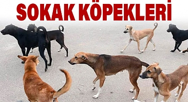 Başıboş Köpeklerin Yarattığı Dört Temel Sorun ve Kuduz Riski