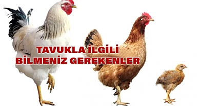 Tavuklar Hakkında Bilmeniz Gerekenler