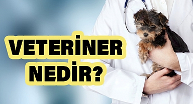 Veteriner Nedir, Ne Yapar?