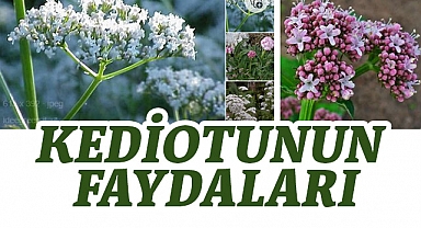 Kediotu: Doğanın Sunduğu Şifalı Bitki