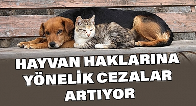 Hayvan Haklarına Yönelik Cezalar Artıyor