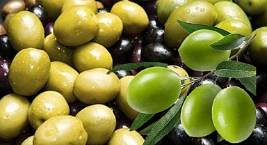 Zeytin: Tarihi, Üretimi ve İşleme Süreci
