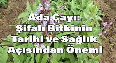Ada Çayı: Şifalı Bitkinin Tarihi ve Sağlık Açısından Önemi