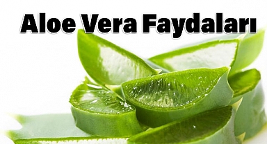 Aloe Vera Nedir, Sağlığa Faydası Nelerdir?