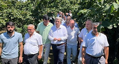 CHP'li Murat Çan: İktidar, Fındık Üreticisini Kaderine Terk Etti