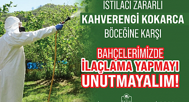 Kahverengi Kokarca ile Mücadelede Hasat Öncesi Son Uygulama Zamanı