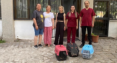 Sokaktaki Kedilerin Sağlığına Destek