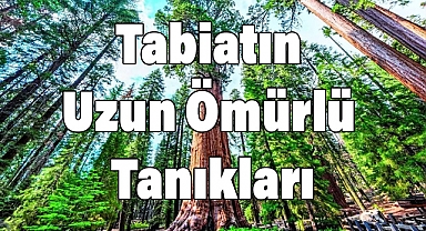 Ağaçların Yaşam Süreleri: Tabiatın Uzun Ömürlü Tanıkları