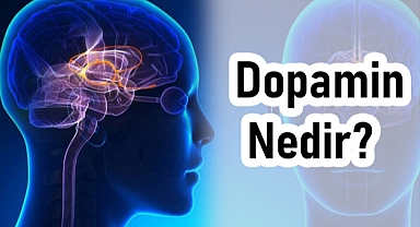 Dopamin: Beynin Mutluluk Hormonu ve İşlevleri