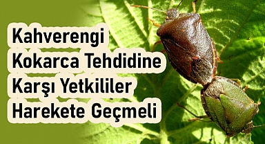 Sevdamız Samsun'dan 'Kahverengi Kokarca' için Acil Çağrı
