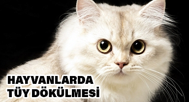 Evcil Hayvan Tüylerini Yönetmenin Yolları