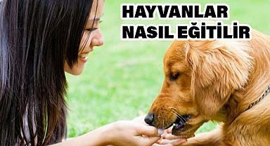 Evcil Hayvanınıza Temel Komutlar Nasıl Öğretilir?