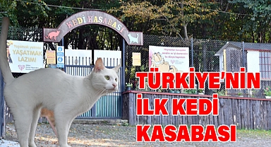 Türkiye'nin İlk Kedi Kasabası Örnek Proje Oldu