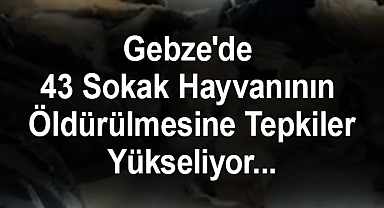 Gebze'de 43 Sokak Hayvanının Öldürülmesi Tepki Çekti