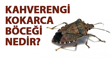 Kahverengi Kokarca Böceği Nedir?
