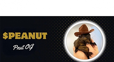 Elon Musk Beğeni Tuşuna Bastı Ve Bu Meme Token 70X Büyüdü!