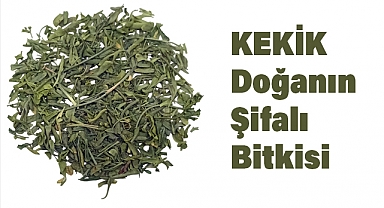 Kekik: Doğanın Şifalı Bitkisi