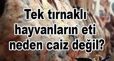Tek tırnaklı hayvanların eti neden caiz değil?