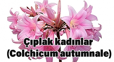 Çıplak Kadınlar Çiçeği (Colchicum autumnale)