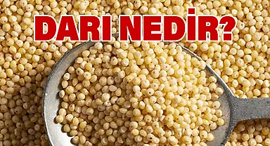 Darı Nedir?