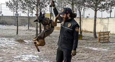 Kars'ta Narkotik Dedektör Köpeği Şila, Uyuşturucu ile Mücadelenin Kahramanı