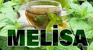 Melisa Çayı ve Bitkisi: Faydaları, Yetiştiği Bölgeler ve Kullanım Alanları