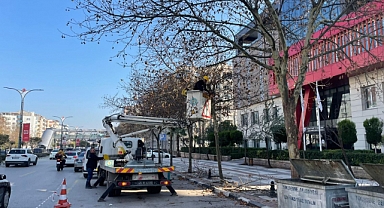 Mimar Sinan Bulvarı’ndaki çınar ağaçlarına kış bakımı yapıldı