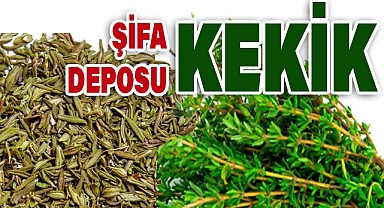 Kekik: Türleri ve Şifa Dolu Faydaları