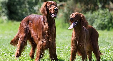 Küçük ve Büyük Irk Köpeklerde Eğitim Yaklaşımları – Temel Farklar ve İpuçları