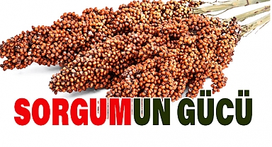 Sorgum: Az Bilinen Tahılın Büyük Gücü