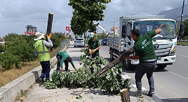 Fırtınanın Zarar Verdiği Ağaçlar Kaldırıldı