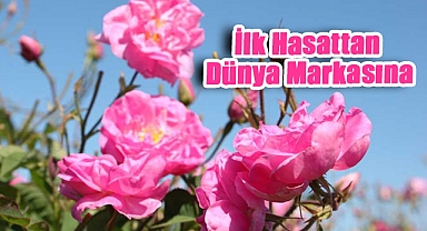 Isparta'da Gülcülüğün Yolculuğu: İlk Hasattan Dünya Markasına