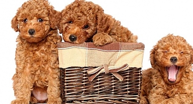 Ailenizin Yeni Üyesi: Sevimli ve Akıllı Toy Poodle’lar