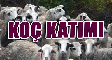 Koç Katımı Nedir? Küçükbaş Hayvancılıkta Bereketin ve Verimliliğin Anahtarı