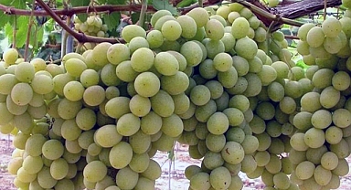 Ege’nin Erkenci Üzümü Superior Seedless, İhracatta Yüzleri Güldürdü