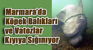 Marmara’da Köpek Balıkları ve Vatozlar Kıyıya Sığınıyor