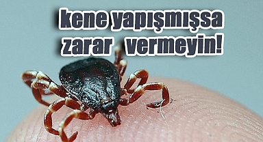 Vücudunuza kene yapışmışsa zarar vermeyin!