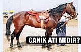Canik Atı Nedir?