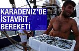 Karadeniz'de İstavrit Bereketi