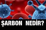 Şarbon (Anthrax) Hastalığı Nedir?